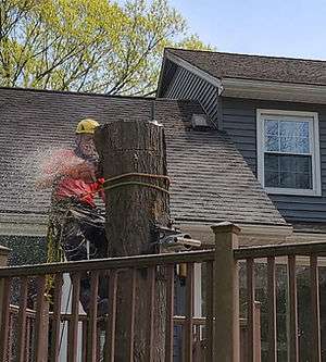 ArborX-Tree-Service-4 (1)