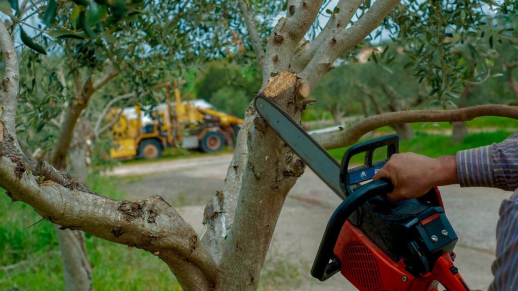 Tree removal service