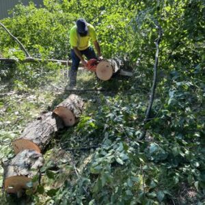 Tree cutting services