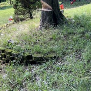 Tree cutting services