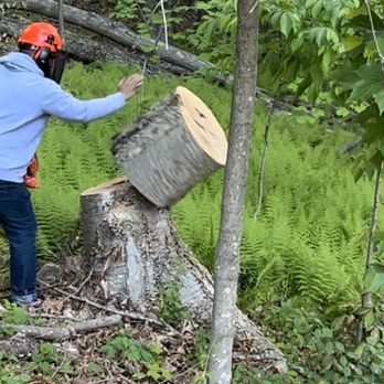 Tree trimming services