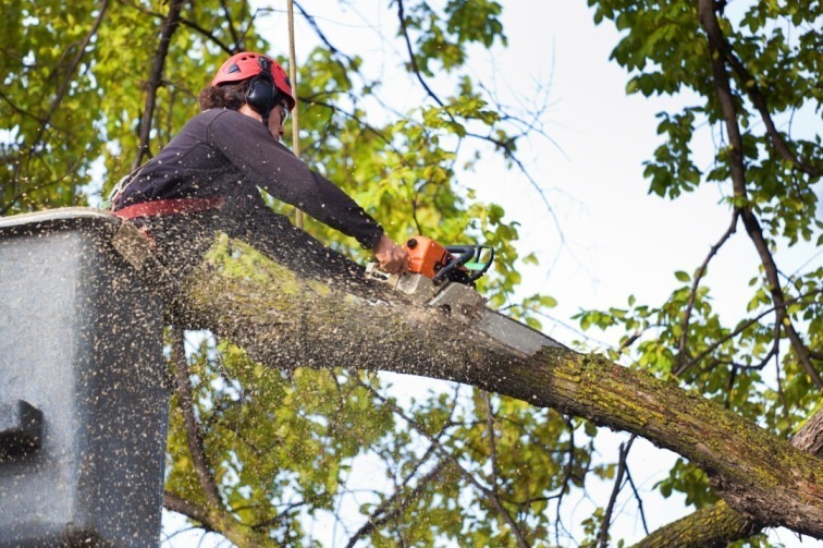 Tree removal service