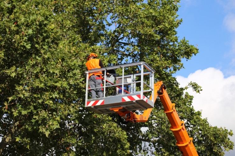 Tree Trimming Services