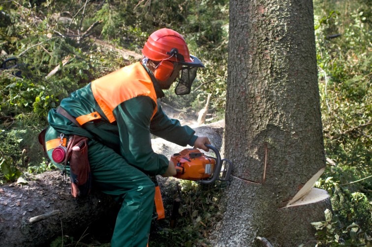 Emergency Tree Removal Service