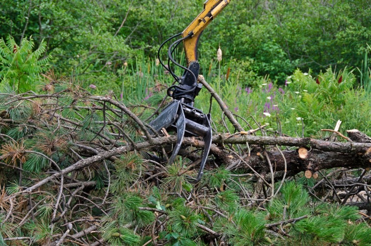 Tree removal service