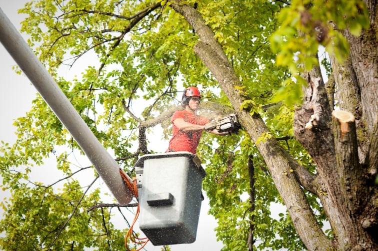 Tree trimming services