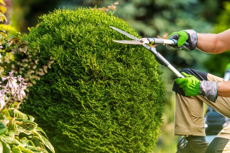 Tree Trimming Services