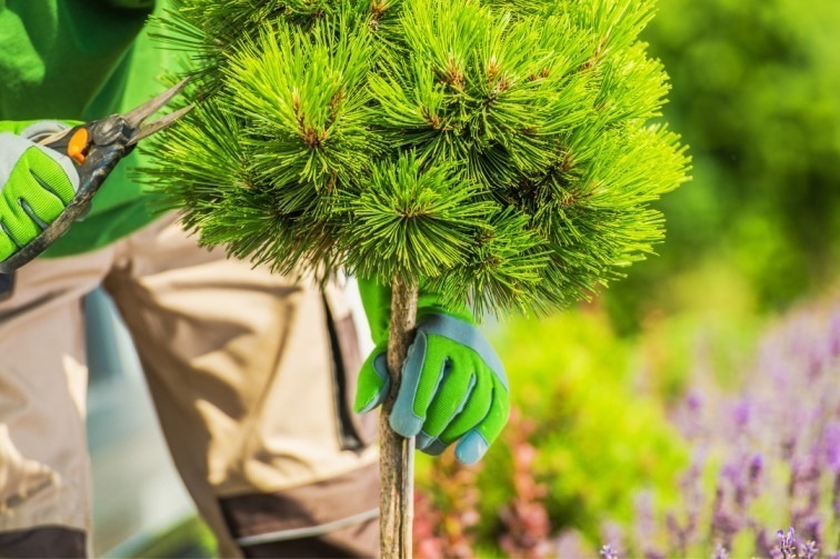 Local Area Tree Pruning Service