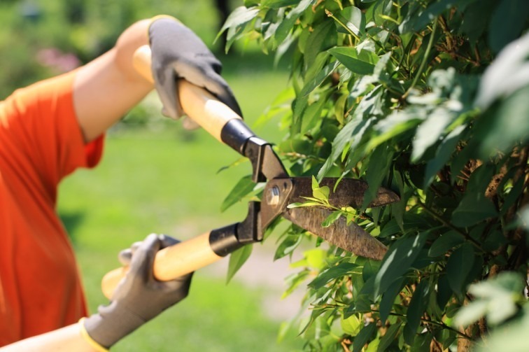 Tree Trimming Services