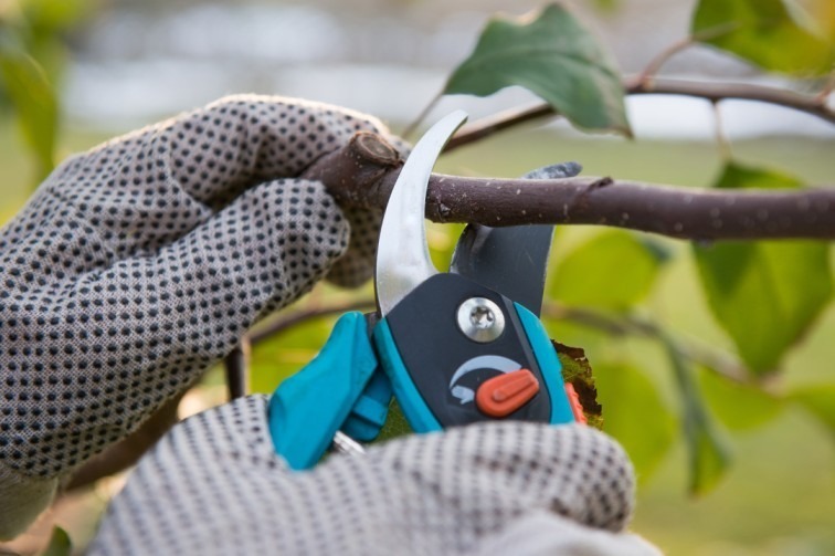 Local Area Tree Pruning Service