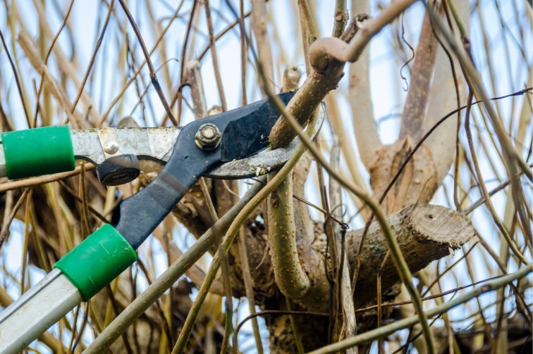 Tree trimming services