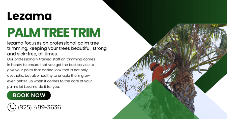 Read more about the article Palm Tree Trimming