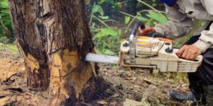 Tree and Tree Stump Removal