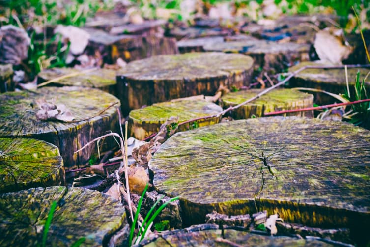 Tree Stump Grinding Service