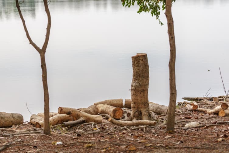 Tree Stump Grinding Service