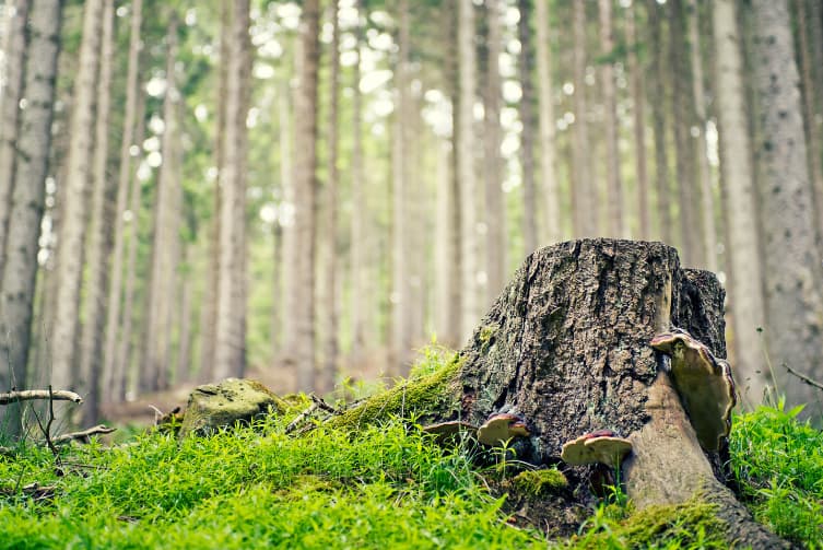 Tree Stump Grinding Service