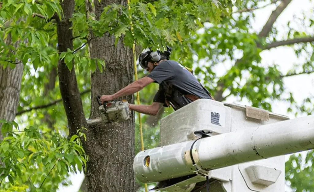 Tree Trimming Services