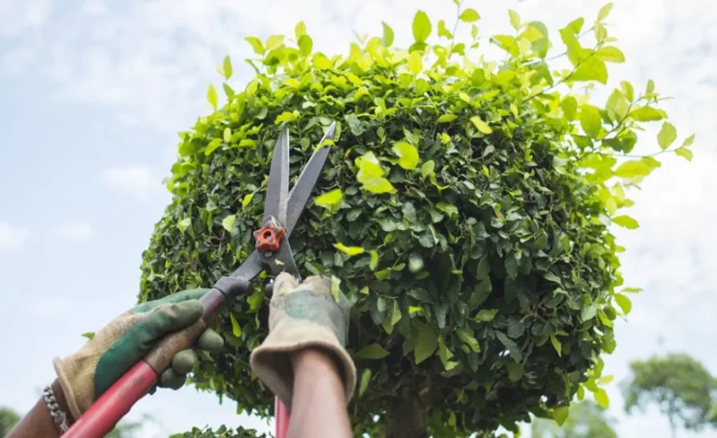 Local Area Tree Pruning Service