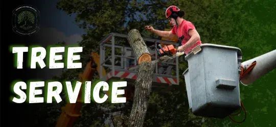 Read more about the article Tree Service Ohio