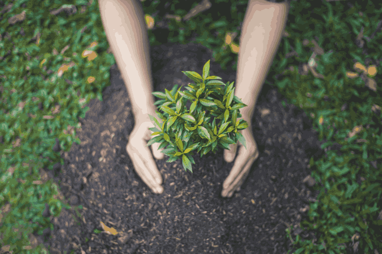 Tree Planting