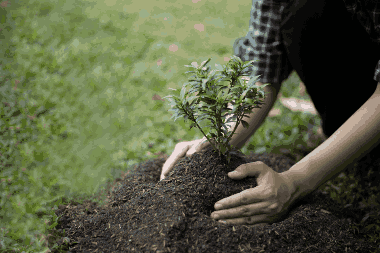 Tree Planting