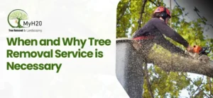 When and Why Tree Removal Service is Necessary