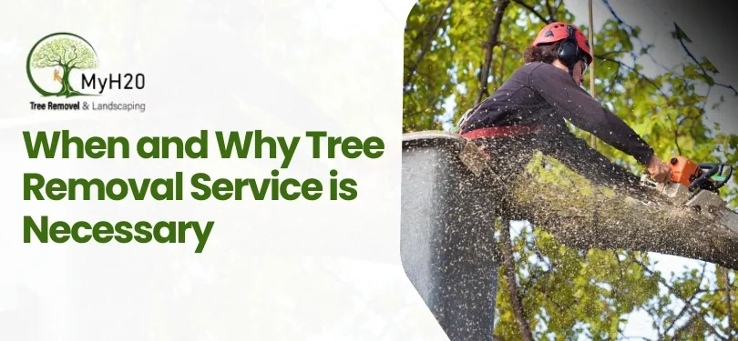 Read more about the article Why Tree Removal Service is Necessary