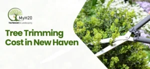 Tree Trimming Cost in New Haven