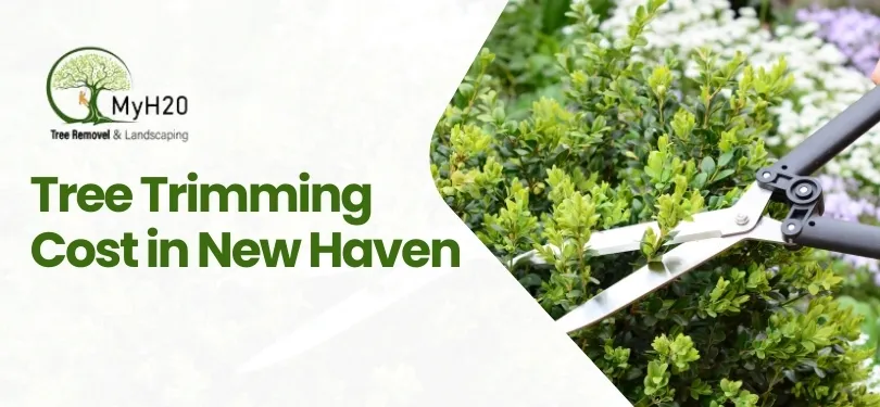 Read more about the article Tree Trimming Cost in New Haven