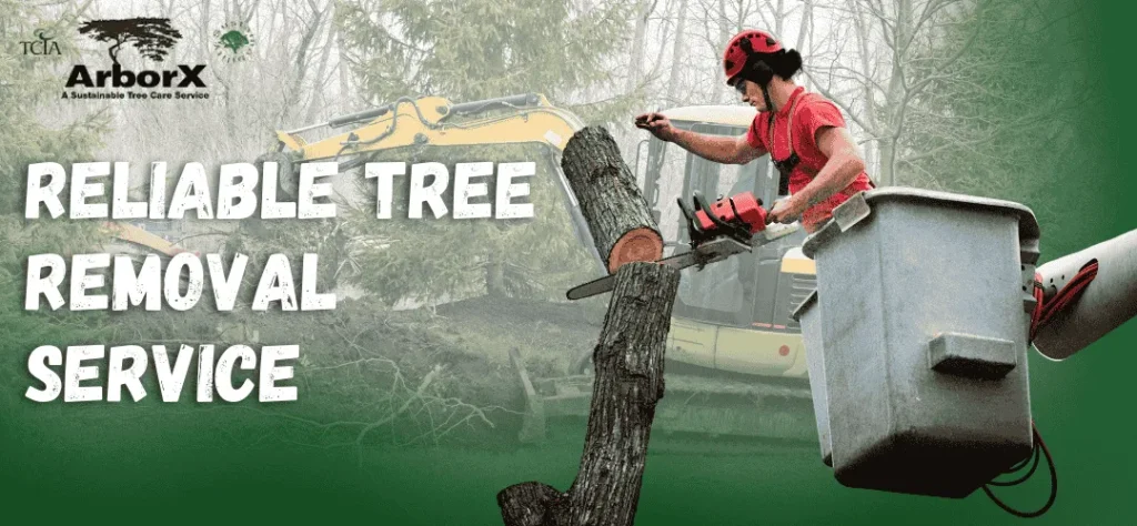 Reliable tree removal service