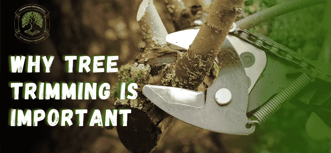 Read more about the article Why Tree Trimming Is Important