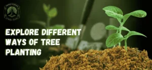 Explore Different Ways of Tree Planting – Tree Services