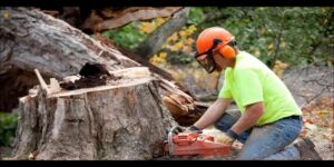 Trees stump removal