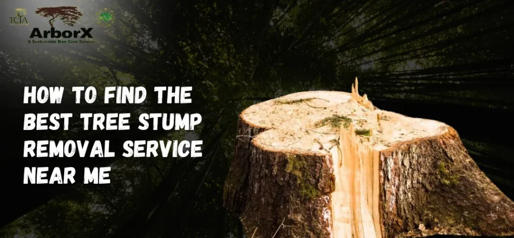 How to Find the Best Tree Stump Removal Service