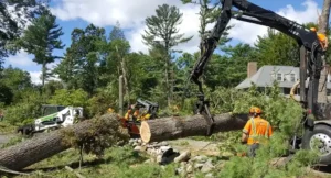 Tree Removal Cost