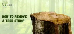 How to Remove a Tree Stump