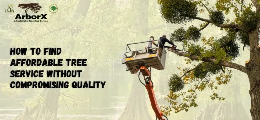 The Importance of Quality Tree Care