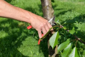 Cut or Trim Lower Oak Tree Branches