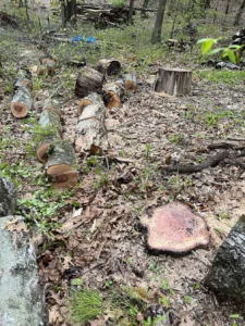tree cutting services