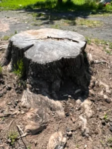 tree cutting services