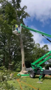 Tree cutting services