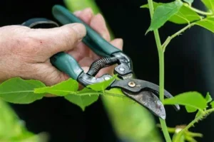 Take Care of a Fig Tree