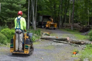 Emergency Tree Removal Cost