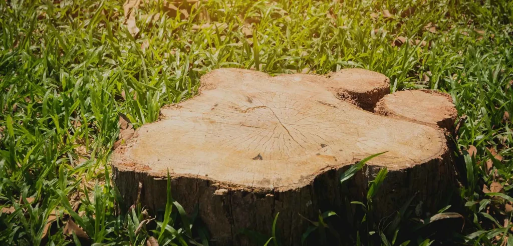 stump grinding cost