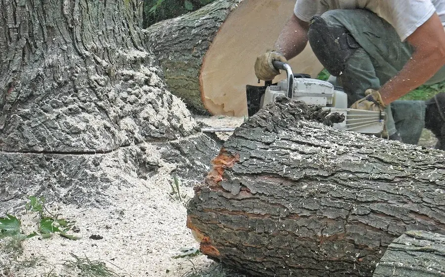 stump grinding cost