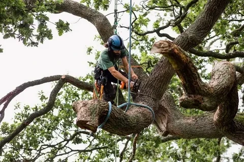 Tree Service