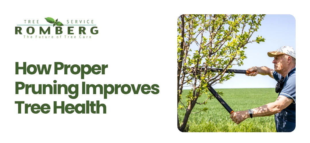 How Proper Pruning Improves Tree Health | Tree trimming Redlands, CA