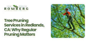 Tree Pruning Services